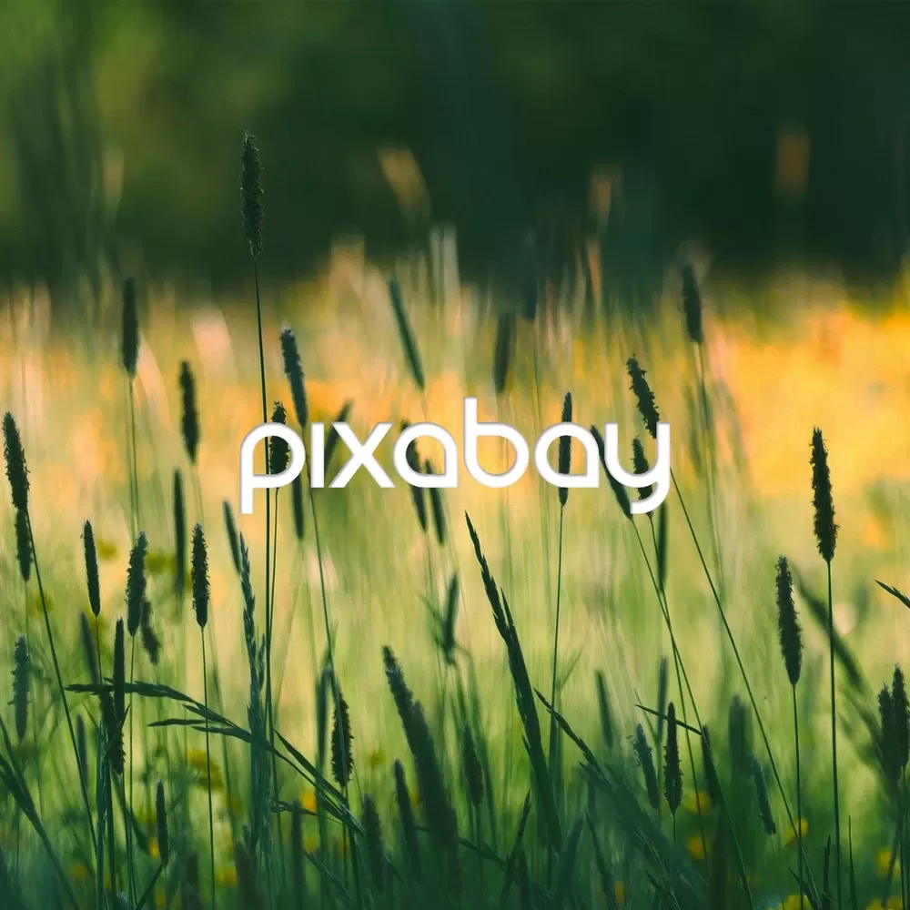 Pixabay 所有內容都可以免費於商業及非商業的用途，不需要註名，且可以經過修改 除了圖片還有插畫跟影片可以搜尋 加入會員後只要上傳十張照片就可以把網站內的廣告去除喔~