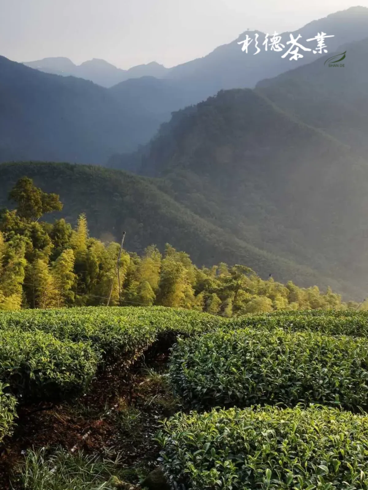 Shande Tea - Corporate & E-commerce Web Design Project